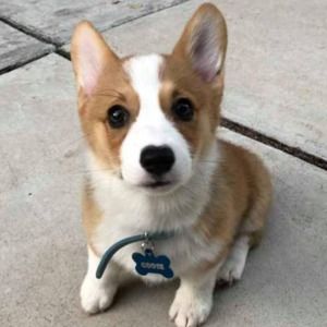 Meet your Posher, Carmen